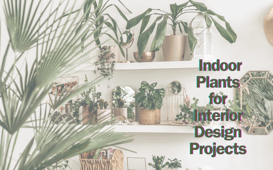 7 Best Indoor Plants for Interior Design Projects