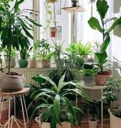 Best Indoor Plants to improve mood & health